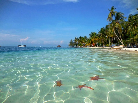 Starfish on the sea floor on a picture-perfect paradise island in Panama's San Blas Archipelago. Beach with palm trees. Beautiful starfish beach in the San Blas Islands Panama. Echinoderms.