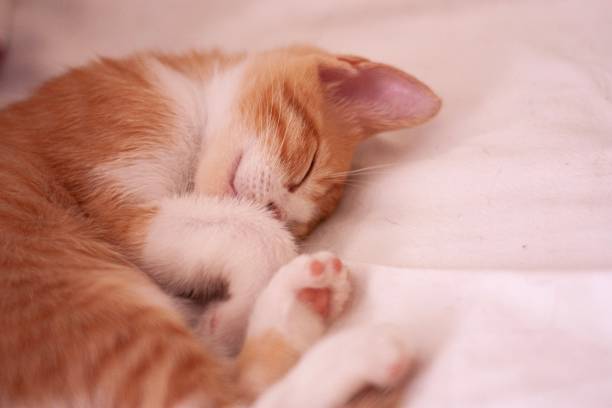 istock Sleepy orange cat on a blanket 1394479840