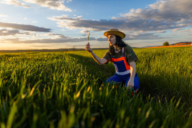 agronomo femmina che tiene piantina di grano - shadow focus on shadow women sunset foto e immagini stock