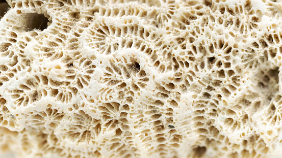 Coral texture macro photography. Rough texture of fossil marine animals close up. White abstract background.