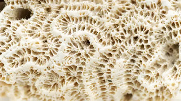 Photo of Coral texture macro photography. Rough texture of fossil marine animals close up. White abstract background.