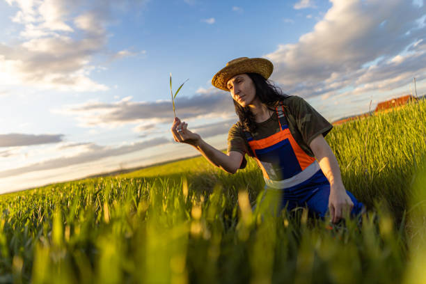istock Young dedicated woman checking young grain 1394481738