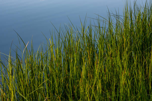 istock Tall Grasses and Gentle Ripples On Sprague Lake 1394482075