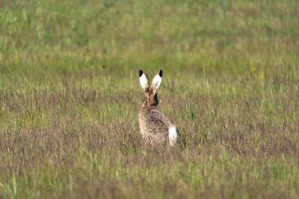 istock Hungarian National Park's birds 1394482843