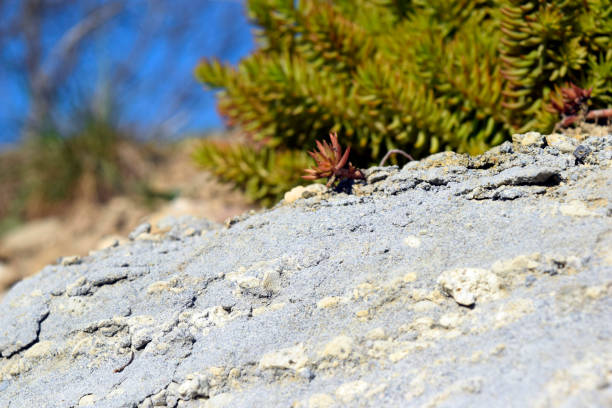 Flower is growing on the rock in the end of the spring and it is preparing