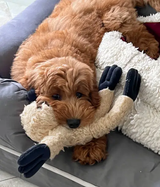 Goldendoodle puppy lying on its doggy bed with a stuffed toy in its mouth.