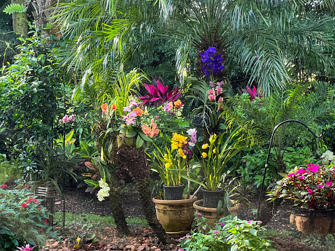 Beautiful dense garden with many tropical plants, flowers and trees in a variety of colors.