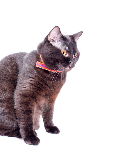 istock beautiful powerful dark chocolate Scottish cat sitting on a white background 1394484845