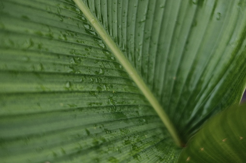 like water on taro leaves