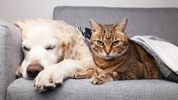 happy young golden retriever dog and cute mixed breetabby cat - friendly match imagens e fotografias de stock