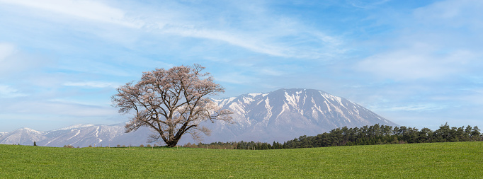 A lone Japanese Sakura tree in a green field with Mt. Iwate in the background.