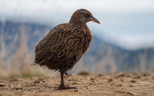 One Weka close up