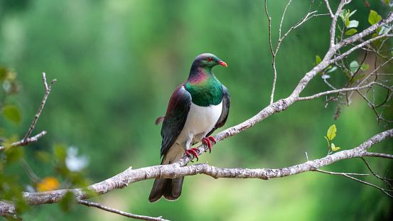 A wood pigeon, called a Kererū in New Zealand sitting on a tree.