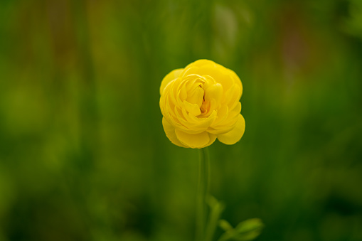Photo of ranunculus flower on blurred background in horticulture field. No people are seen in frame. Selective focus is aimed. Shot with a full frame mirrorless camera under daylight.