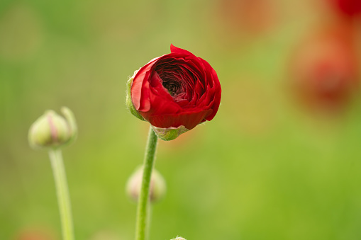 Photo of red ranunculus flower on blurred background in horticulture field. No people are seen in frame. Selective focus is aimed. Shot with a full frame mirrorless camera under daylight.