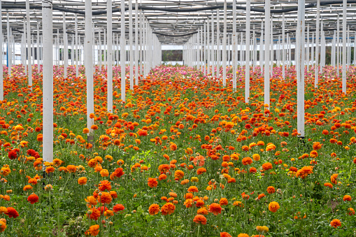 Photo of ranunculus flower in greenhouse. No people are seen in frame. Shot under daylight.