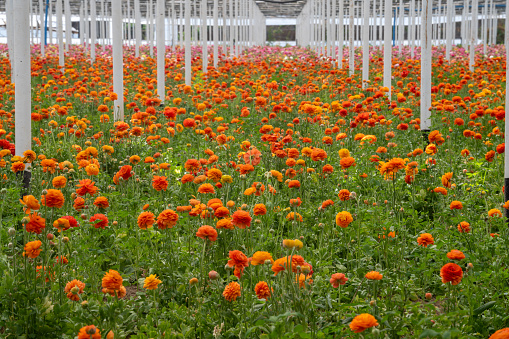 Photo of ranunculus flower in greenhouse. No people are seen in frame. Shot under daylight.