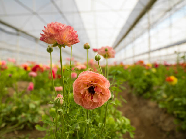 istock Ranunculus flower in horticulture greenhouse 1394495776