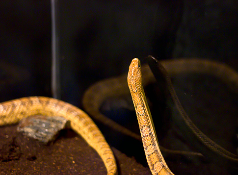 Adult Monocled cobra aka\