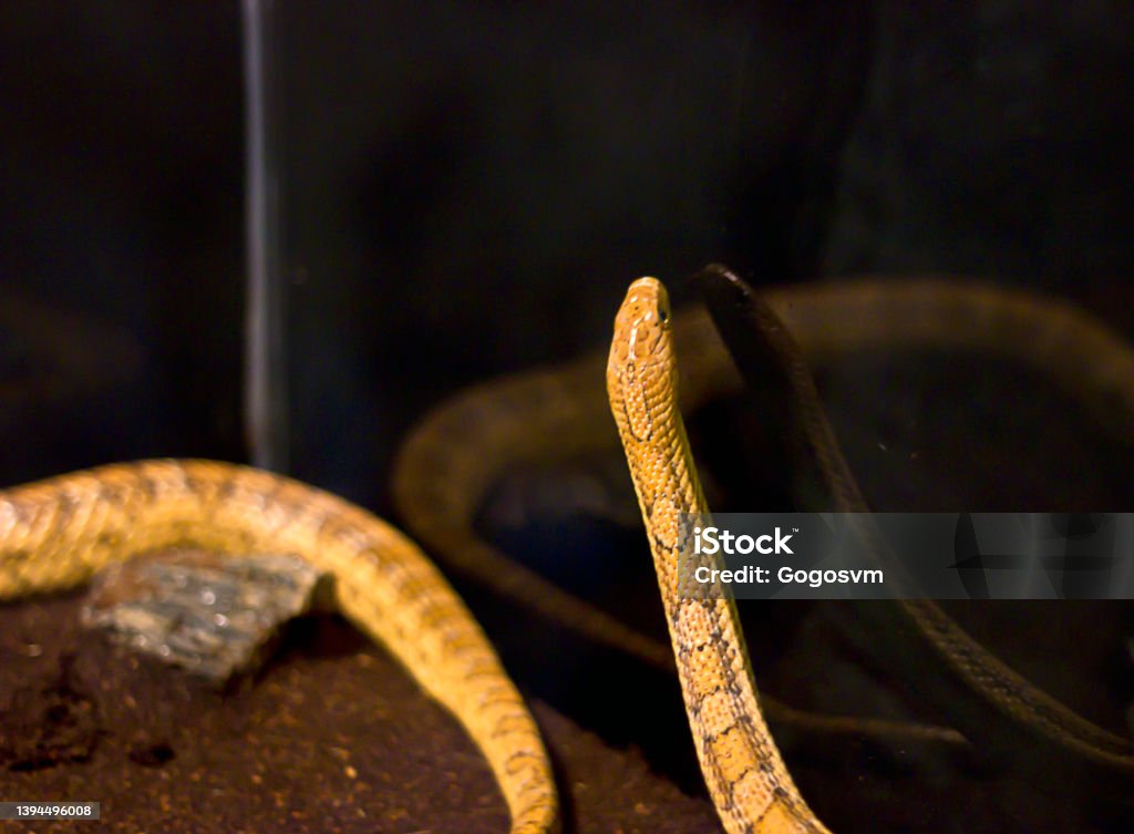 Elaphe guttata Corn Snake Classical Corn Snake, Pantherophis guttatus Animal Stock Photo