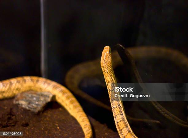 Elaphe Guttata Corn Snake Stock Photo - Download Image Now - Animal, Animal Body, Animal Body Part
