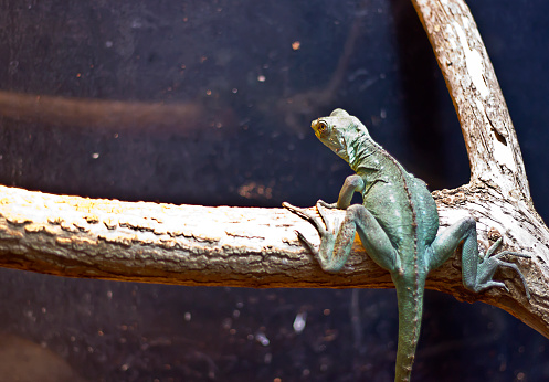 Female of Basilisco(Basiliscus plumifrons) on twig.