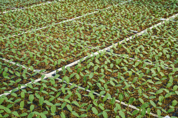 Melon seedlings growing in a modern greenhouse, Close up