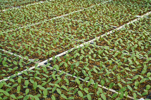 Melon seedlings growing in a modern greenhouse, Close up
