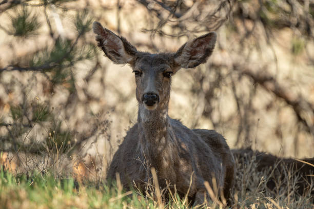 Mule Deer staring at the camera in forest of Colorado in the United States of America (USA).