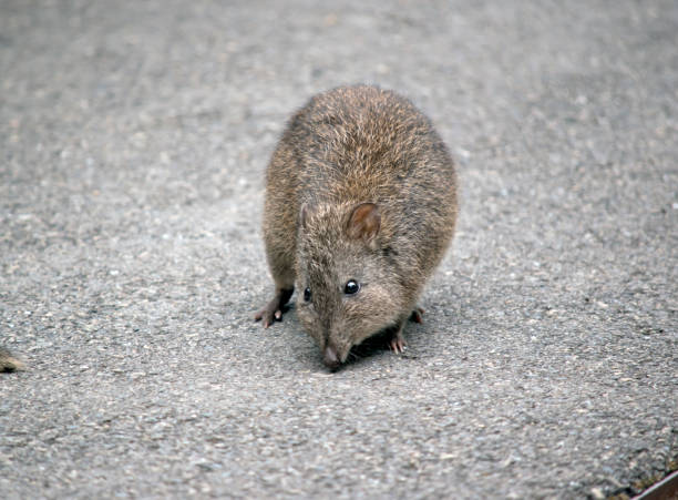 長い鼻のポトルーはラットに似ています - long nosed potoroo ストックフォトと画像