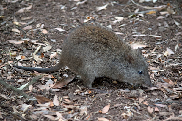 le potoroo à long nez ressemble à un rat - potoroo photos et images de collection