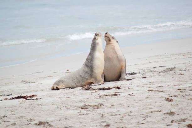 istock two sea lions greeting each other on the beach 1394499355