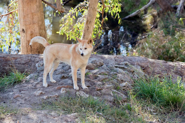 istock the golden dingo is standing on rocks 1394499462