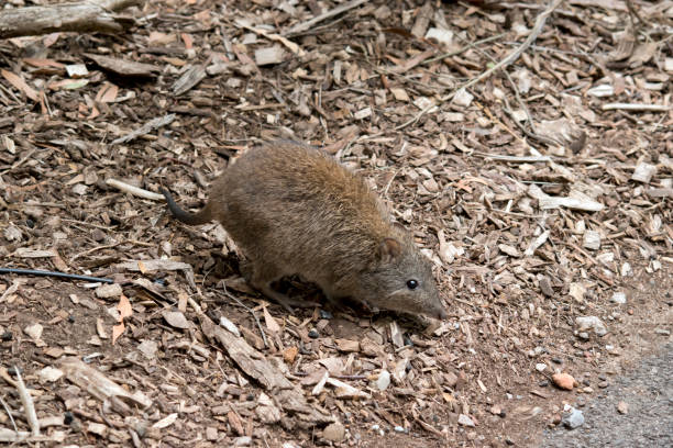 le potoroo à long nez ressemble à un rat - potoroo photos et images de collection