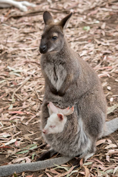istock the red necked wallaby has a white joey 1394499535