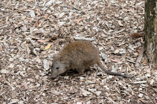 o potoroo de nariz longo se parece com um rato - potoroo - fotografias e filmes do acervo