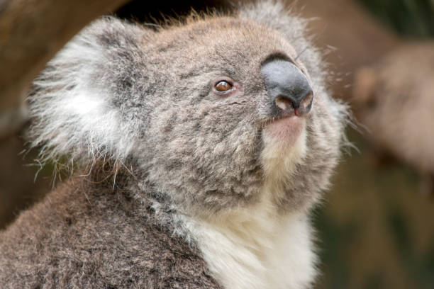 istock this is a close up of an Australian Koala 1394500355