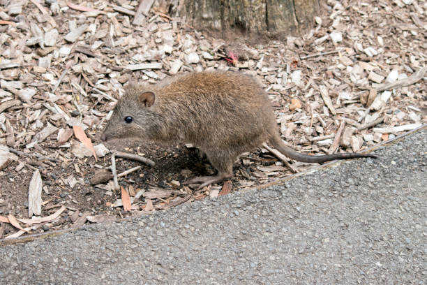 これは、鼻のついたポトルーに沿った側面図です - long nosed potoroo ストックフォトと画像