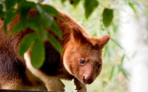 istock the tree kangaroo is the only kangaroo that can climb 1394500635