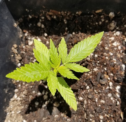 An immature marijuana plant