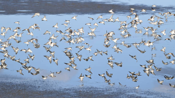istock A Flock of Sandpipers 1394504228