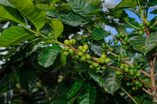 Small cluster of green coffee beans ripening on tree branch.\n\nTaken in El Salvador, Central America