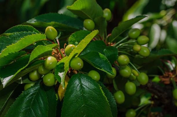 Close-up of Bing cherries (Prunus avium) ripening on orchard tree.Taken in Gilroy, California, USA
