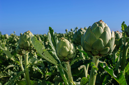 Close-up of ripe organic artichokes (Cynara cardunculus) globes growing on the end of the artichoke plant stalks.\n\nTaken in Santa Cruz, California, USA