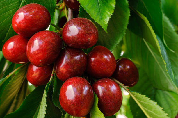 istock Close-up of Ripe Bing Cherries On Fruit Tree 1394506757