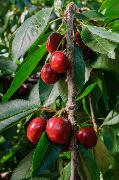 istock Close-up of cherries on a cherry tree 1394506784