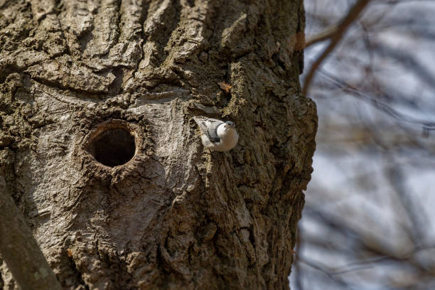 istock The white-breasted nuthatch (Sitta carolinensis) near the nest cavity 1394507631