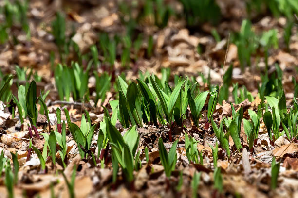 Wild Ramps - wild garlic  commonly known as ramp, ramps, spring onion,  wild leek, wood leek.  North American species of wild onion. in Canada, ramps are considered rare