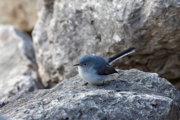 istock The blue-gray gnatcatcher or blue-grey gnatcatcher (Polioptila caerulea) 1394509039