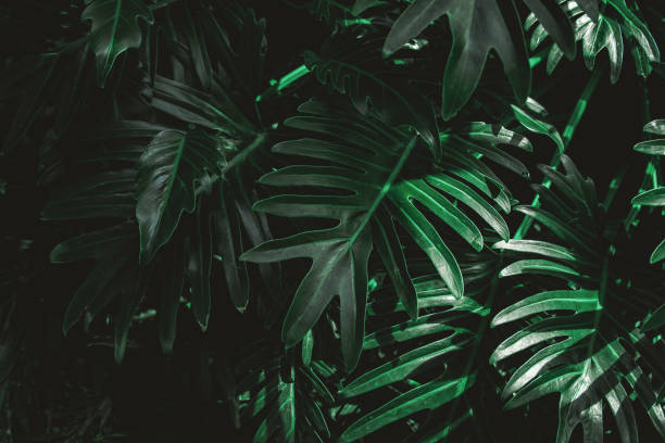 istock abstract green leaf texture, tropical leaf foliage nature dark green background 1394510956